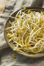 Raw Organic Soy Bean Sprouts Royalty Free Stock Photo