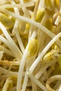 Raw Organic Soy Bean Sprouts Royalty Free Stock Photo