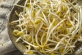 Raw Organic Soy Bean Sprouts Royalty Free Stock Photo