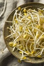 Raw Organic Soy Bean Sprouts Royalty Free Stock Photo