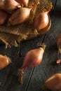 Raw Organic Spicy Shallots Royalty Free Stock Photo