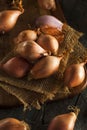 Raw Organic Spicy Shallots Royalty Free Stock Photo