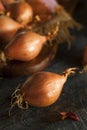 Raw Organic Spicy Shallots Royalty Free Stock Photo