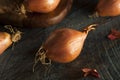 Raw Organic Spicy Shallots Royalty Free Stock Photo