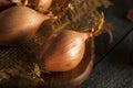 Raw Organic Spicy Shallots Royalty Free Stock Photo