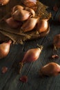 Raw Organic Spicy Shallots Royalty Free Stock Photo