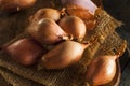 Raw Organic Spicy Shallots Royalty Free Stock Photo