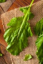 Raw Organic Turnip Greens Royalty Free Stock Photo