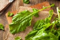 Raw Organic Turnip Greens Royalty Free Stock Photo