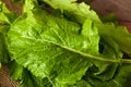 Raw Organic Turnip Greens Royalty Free Stock Photo