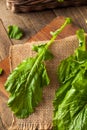 Raw Organic Turnip Greens Royalty Free Stock Photo