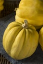 Raw Organic White Yellow Acorn Squash Royalty Free Stock Photo