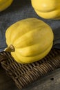 Raw Organic White Yellow Acorn Squash Royalty Free Stock Photo