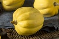 Raw Organic White Yellow Acorn Squash Royalty Free Stock Photo