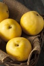 Raw Organic Yellow Asian Apple Pears Royalty Free Stock Photo