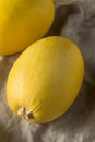 Raw Organic Yellow Spaghetti Winter Squash Royalty Free Stock Photo