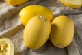 Raw Organic Yellow Spaghetti Winter Squash Royalty Free Stock Photo