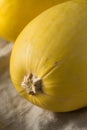 Raw Organic Yellow Spaghetti Winter Squash Royalty Free Stock Photo