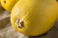 Raw Organic Yellow Spaghetti Winter Squash Royalty Free Stock Photo