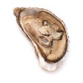 Raw oyster isolated on a white studio background. Royalty Free Stock Photo