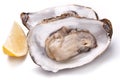 Raw oyster and lemon on a whte background. Royalty Free Stock Photo