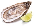 Raw oyster and lemon on a whte background. Royalty Free Stock Photo