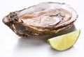 Raw oyster and lemon on a whte background. Royalty Free Stock Photo