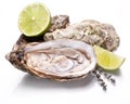 Raw oyster and lemon on a whte background. Royalty Free Stock Photo