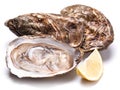 Raw oyster and lemon on a whte background. Royalty Free Stock Photo