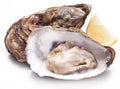 Raw oyster and lemon on a whte background. Royalty Free Stock Photo