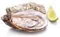 Raw oyster and lemon on a whte background. Royalty Free Stock Photo