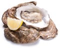 Raw oyster and lemon on a whte background. Royalty Free Stock Photo