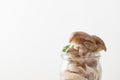 Raw oyster mushrooms on white background