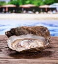 Raw oyster on the old wooden table. Royalty Free Stock Photo