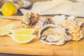 Raw oysters shells Royalty Free Stock Photo