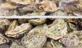 Raw oysters in the water