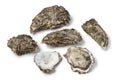 Raw Pacific oysters Royalty Free Stock Photo