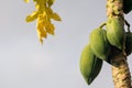 Raw papaya on dying tree