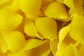 Raw pasta. Pasta closeup background Royalty Free Stock Photo
