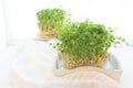 Raw pea microgreen sprouts on a white tablecloth and a wooden tray and background