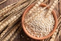 Raw peeled barley grains  (Hordeum vulgare Royalty Free Stock Photo