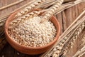 Raw peeled barley grains  (Hordeum vulgare Royalty Free Stock Photo