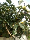 Raw persimmon on  tree  fruits love Royalty Free Stock Photo