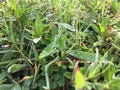 RAW photo of weeds and dew in the morning Royalty Free Stock Photo