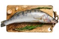 Raw pike perch, pikeperch fish. Fresh fish. Isolated on white background. Top view. Royalty Free Stock Photo