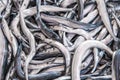 Raw Pile of fresh Garfish, Belone Belone, needlefish, for sale on the fishmonger, outdoor seafood market.