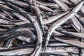 Raw Pile of fresh Garfish, Belone Belone, needlefish, for sale on the fishmonger, outdoor seafood market.