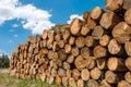 Raw pine wood logs Royalty Free Stock Photo