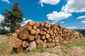 Raw pine wood logs under cloudy sky Royalty Free Stock Photo