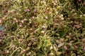 Raw pistachio nuts cultivated recently, Gaziantep City, Turkey. Traditional dry nuts, as also known Antep Fistigi in Turkish Royalty Free Stock Photo